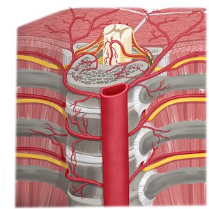 Spinal branch of posterior intercostal artery (#8801)