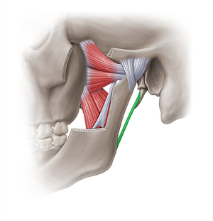 Stylomandibular ligament (#18964)