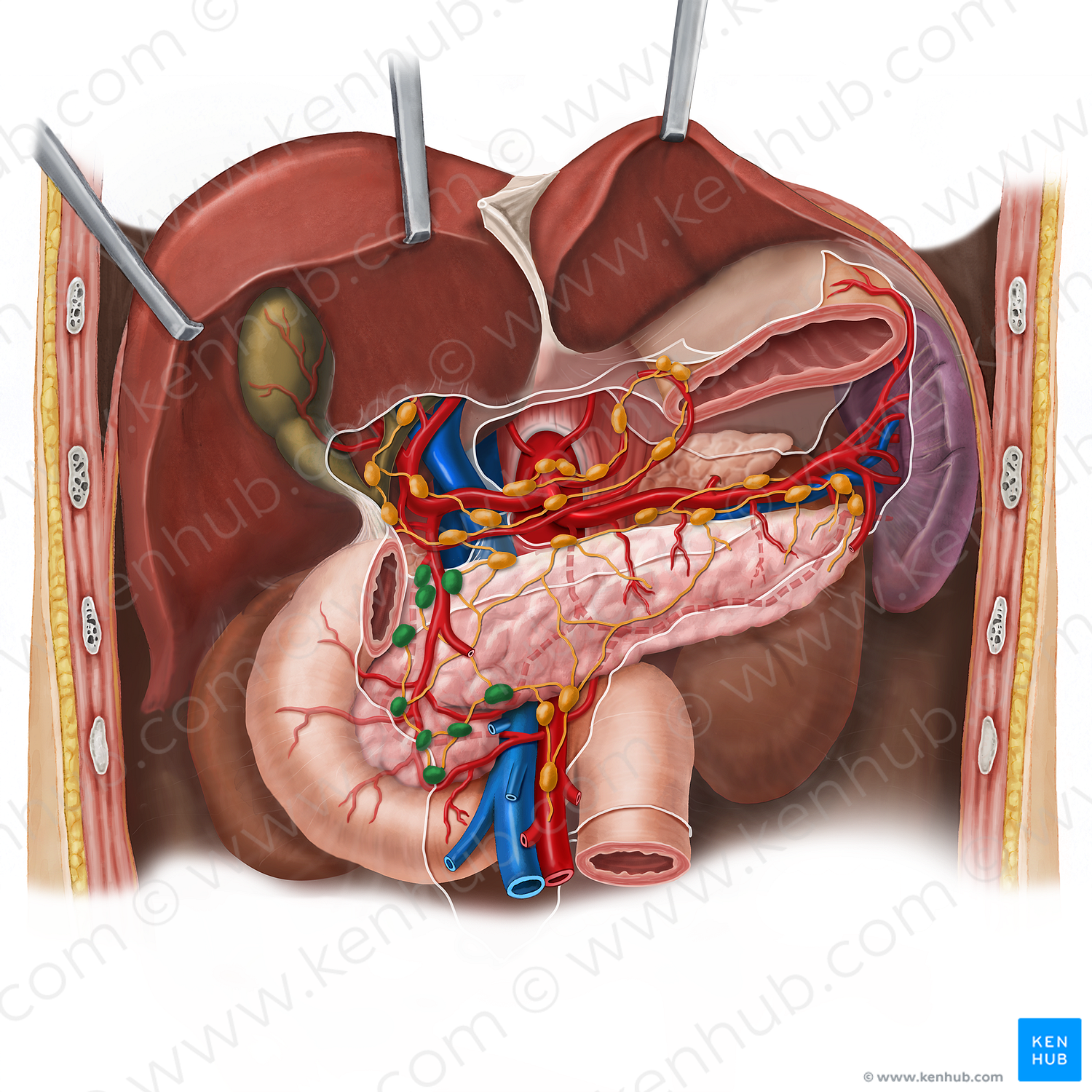 Pancreaticoduodenal lymph nodes (#7073)