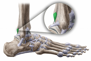 Posterior tibiofibular ligament (#11485)