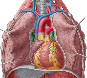 Pulmonary veins (#10196)
