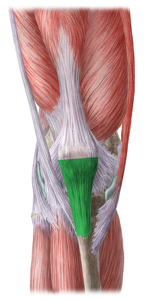 Patellar ligament (#4590)