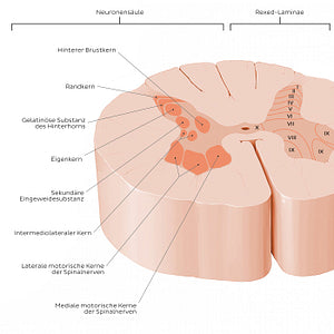 Spinal cord: Cross section (Gray matter) (German)