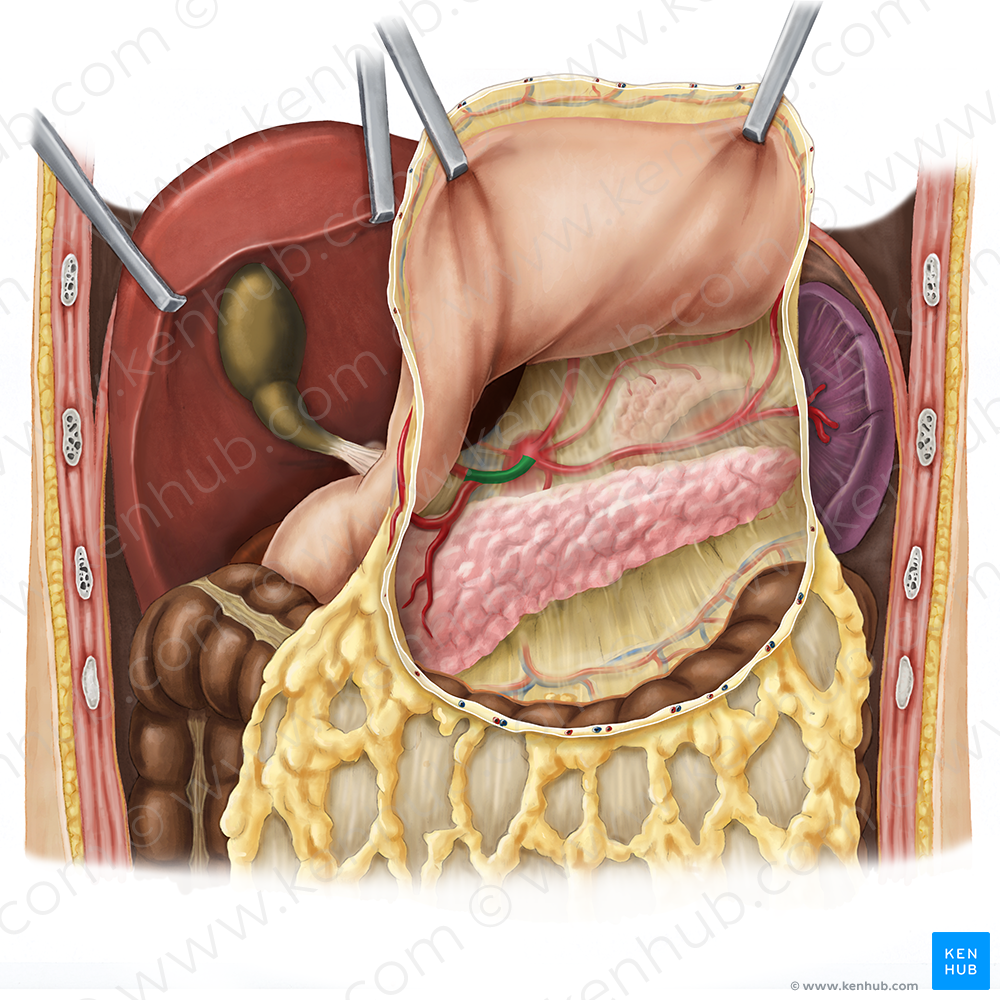 Common hepatic artery (#1330)