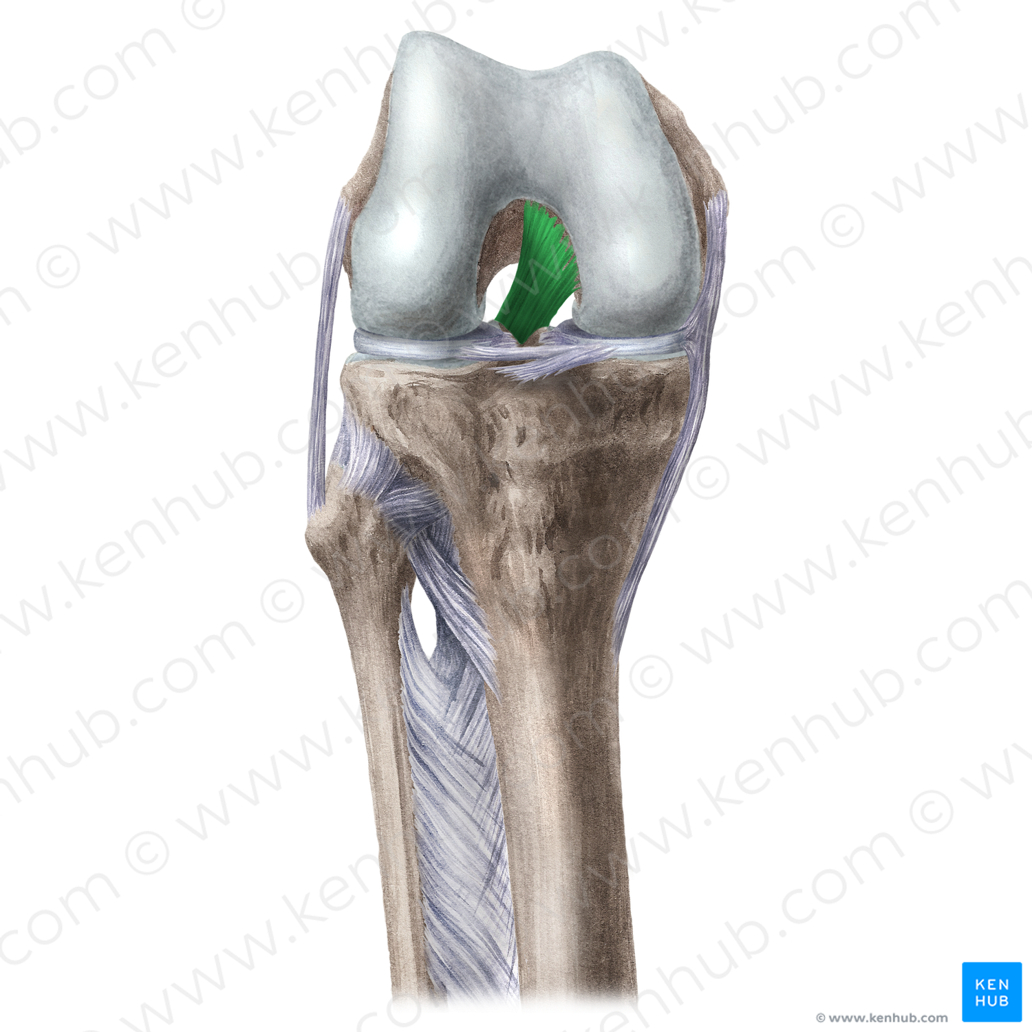 Posterior cruciate ligament (#4521)