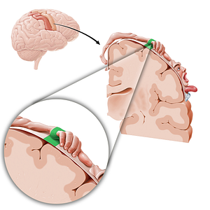 Motor cortex of hand (#11074)