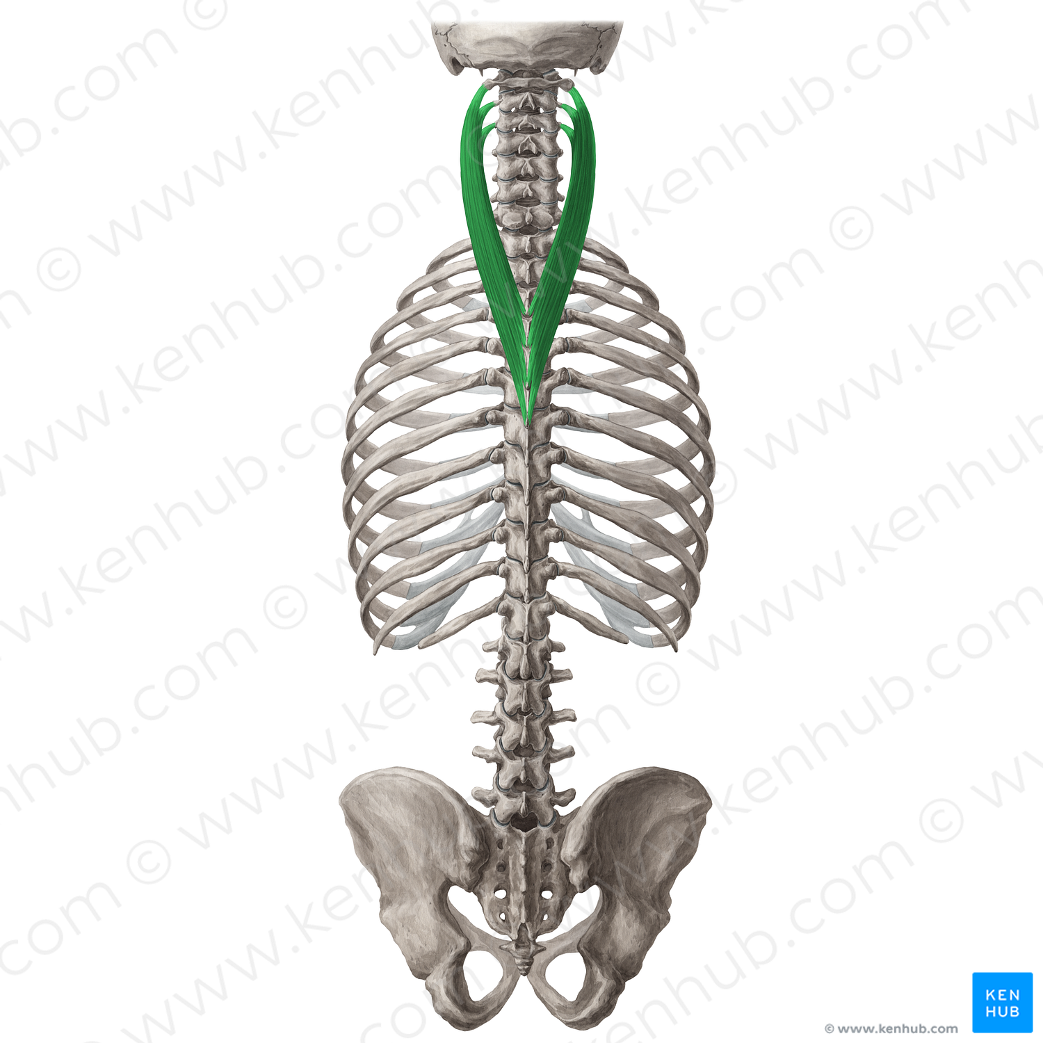 Splenius cervicis muscle (#5999)