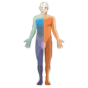 Dermatomes: Foerster/Keegan and Garrett map - Anterior (English)