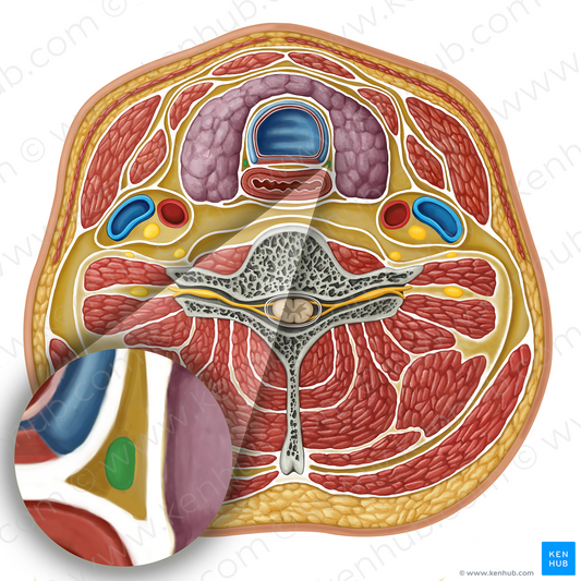 Recurrent laryngeal nerve (#17307)