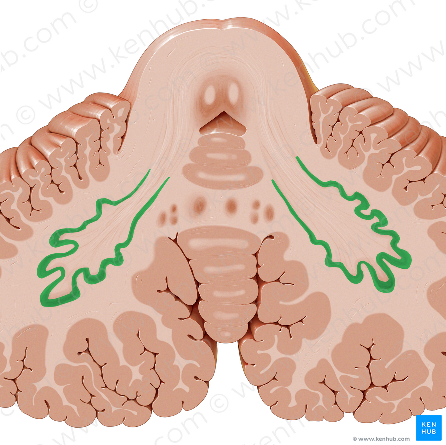 Dentate nucleus (#7186)