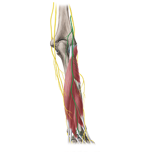 Posterior antebrachial cutaneous nerve (#6366)