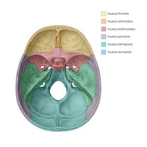 Superior view of the base of the skull (bones) (Spanish)