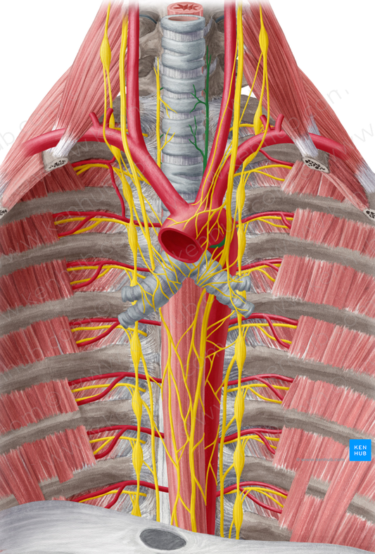 Left recurrent laryngeal nerve (#6526)