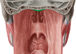 Pharyngeal tonsil (#9482)