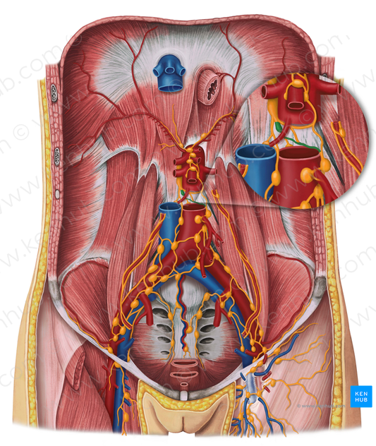 Left lumbar lymphatic trunk (#9630)