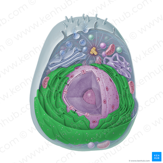 Rough endoplasmic reticulum (#15338)