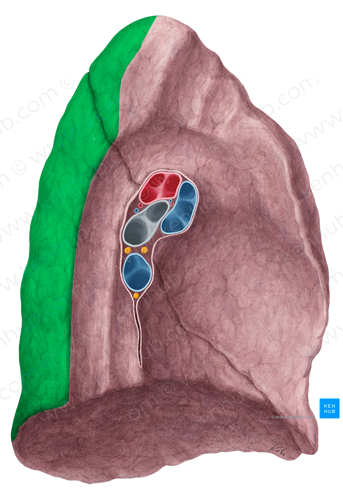Vertebral surface of left lung (#7816)