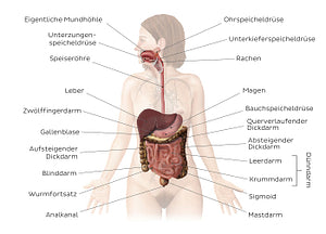 Digestive system (German)