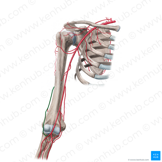 Radial collateral artery (#1069)