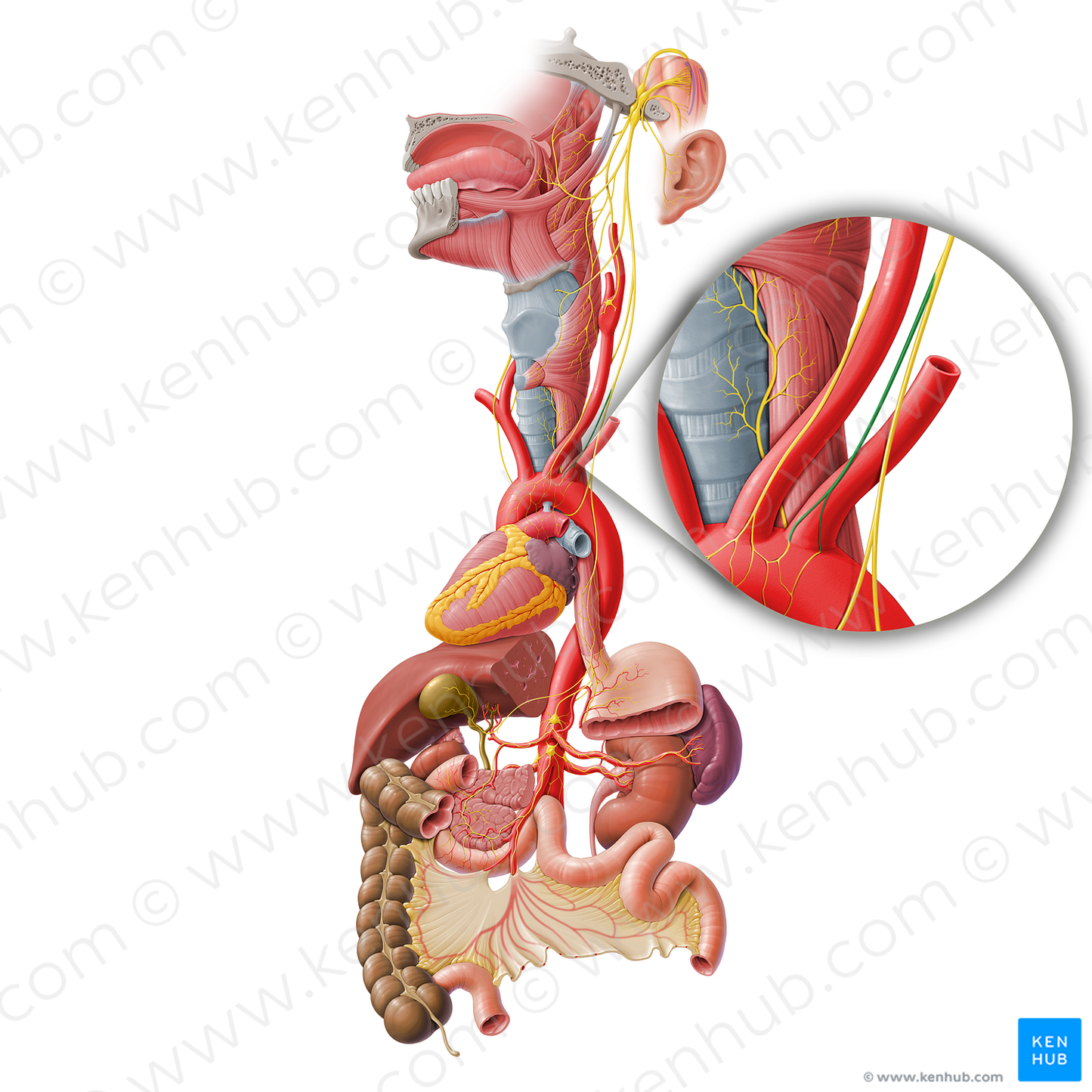 Inferior cervical cardiac branch of vagus nerve (#6351)