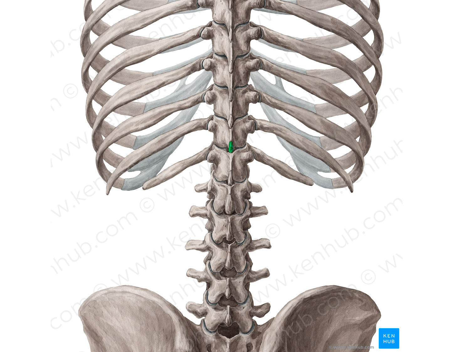Spinous process of vertebra T11 (#18538)