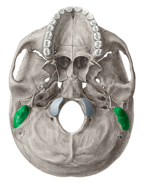 Mastoid process of temporal bone (#8224)