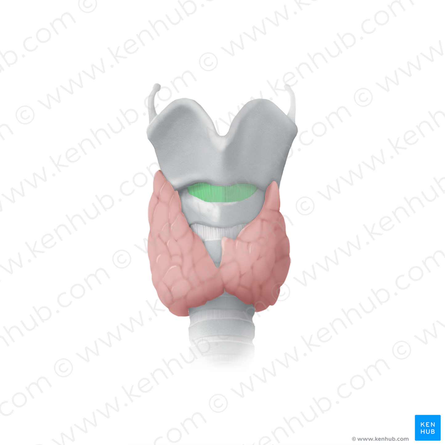 Cricothyroid ligament (#15309)