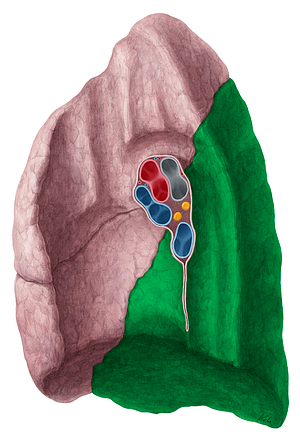 Inferior lobe of lung (#21482)