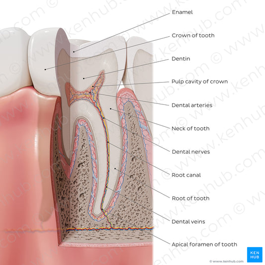 Tooth: Parts and landmarks (English)