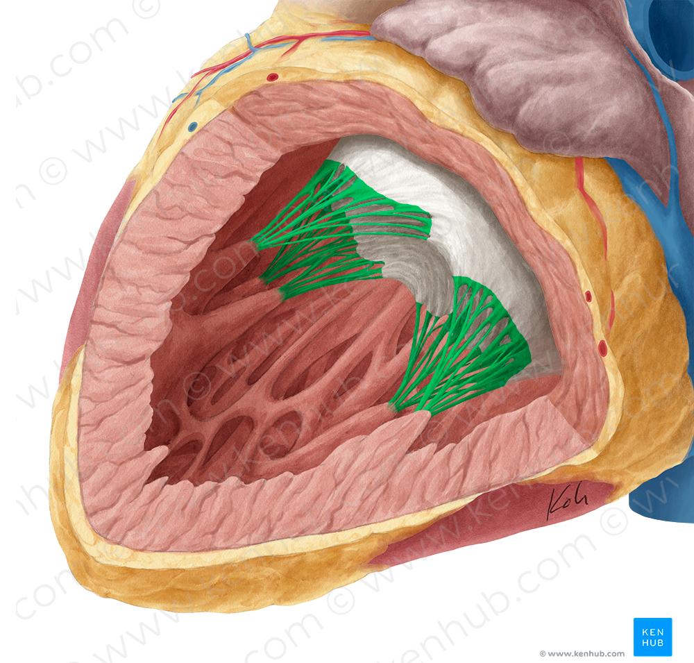 Tendinous cords of left atrioventricular valve (#2607)