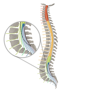 Spinal nerve S1 (#16127)