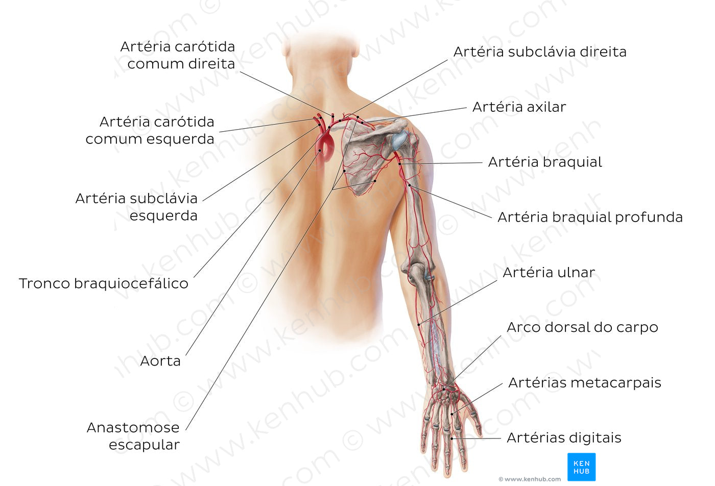 Main arteries of the upper limb - posterior (Portuguese)