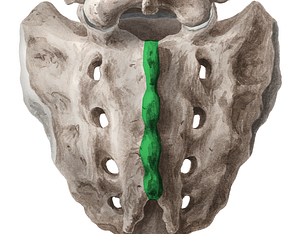 Median sacral crest (#3129)