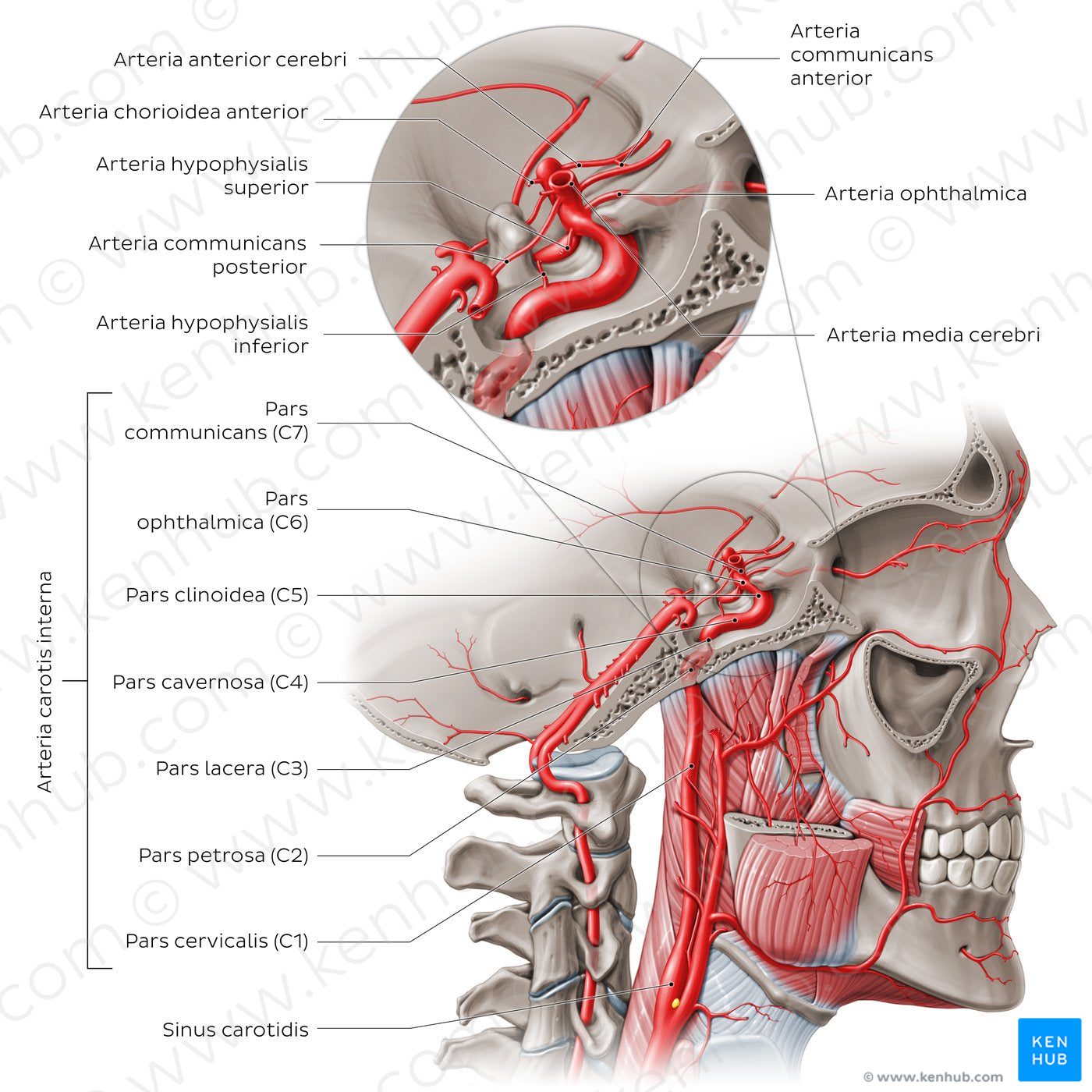 Arteries of the head: Internal carotid artery (Latin)
