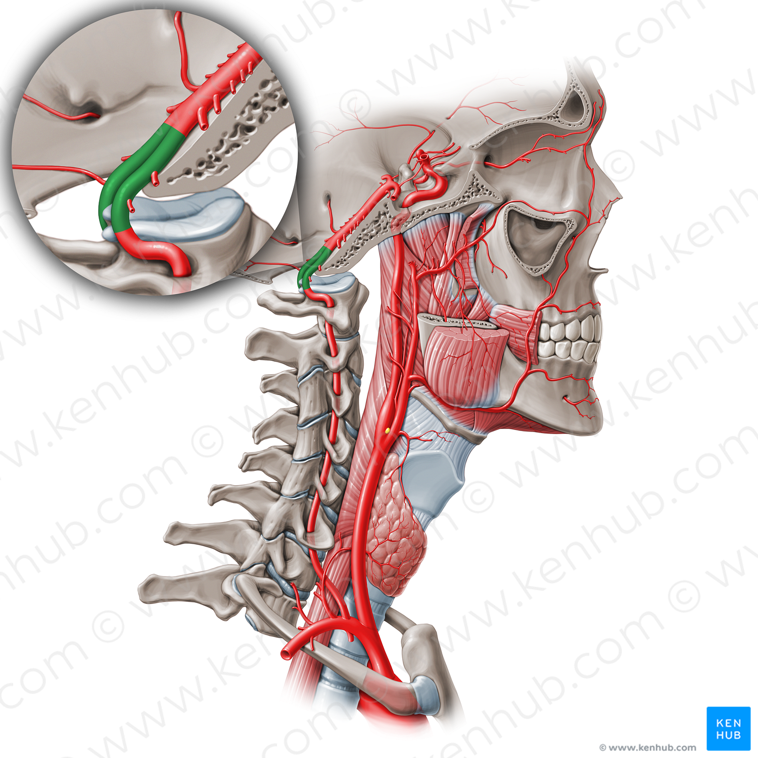 Intracranial part of vertebral artery (V4) (#19555)