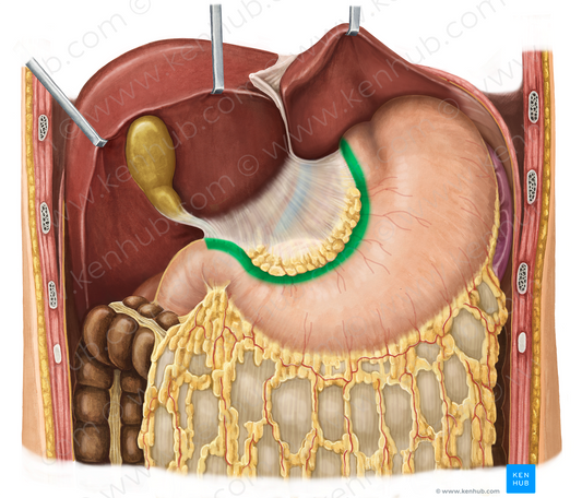 Lesser curvature of stomach (#3177)