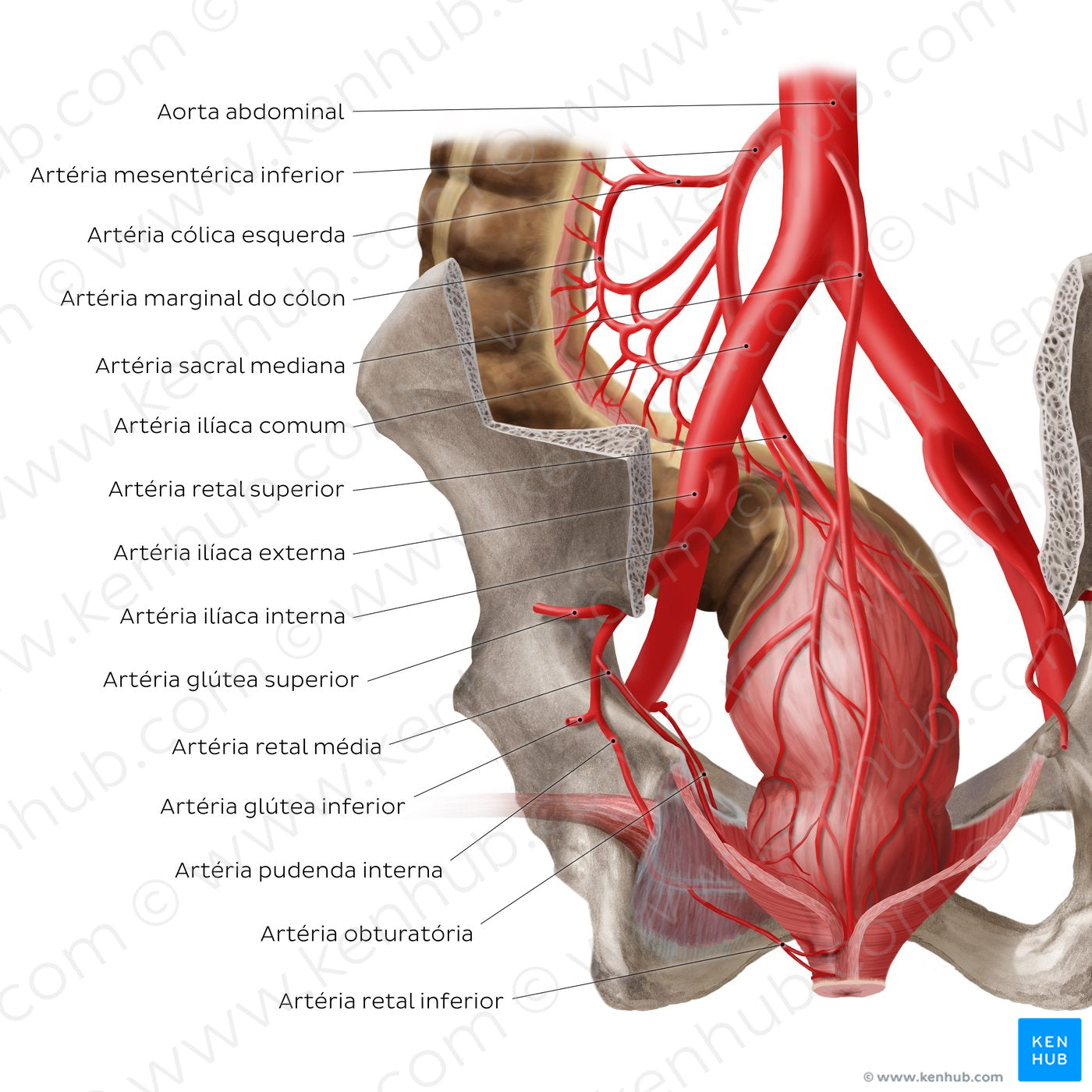 Arteries of the rectum (Portuguese)