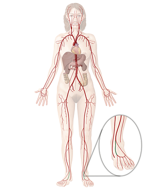 Dorsalis pedis artery (#1110)