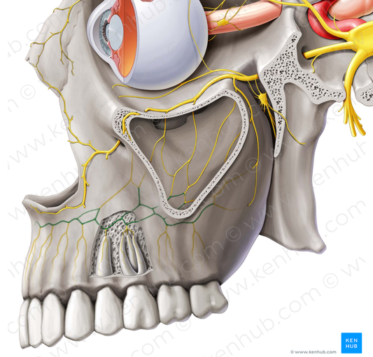 Superior dental plexus (#7987)