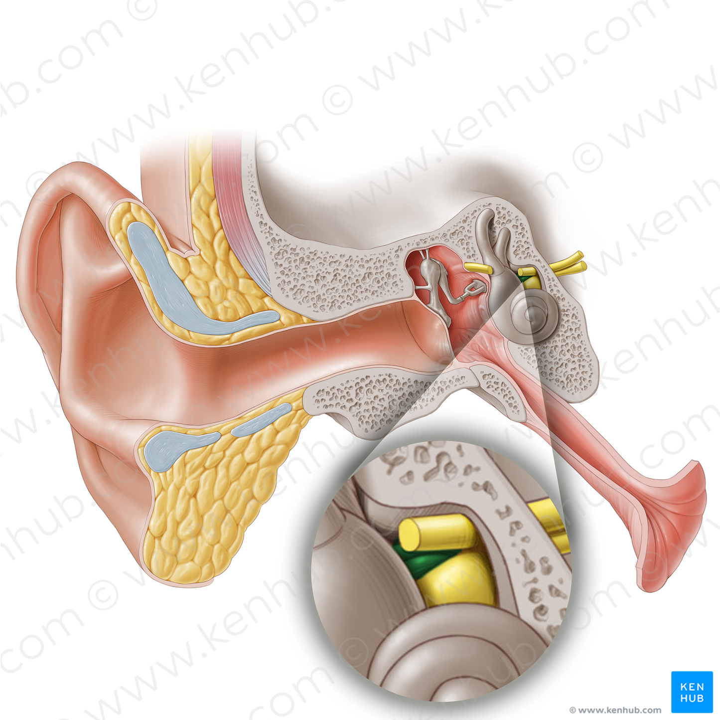 Vestibular nerve (#6898)