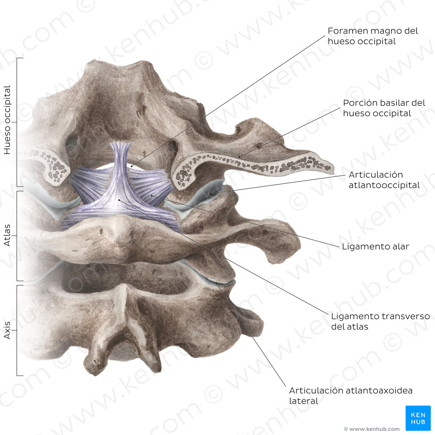 Cervical spine bones and ligaments: joints (Spanish)