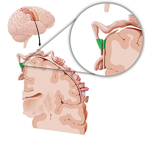 Sensory cortex of foot (#11042)