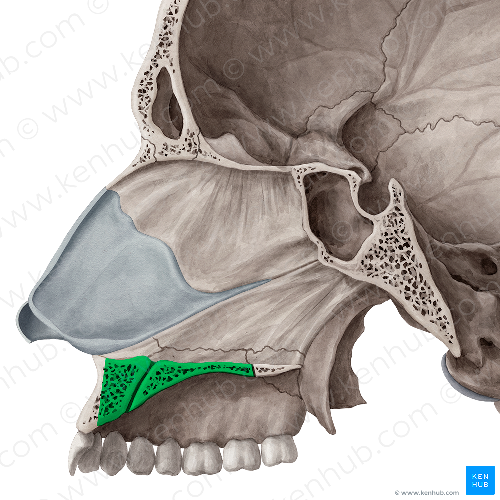 Palatine process of maxilla (#8237)