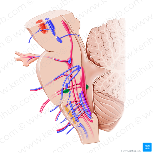 Cochlear nuclei (#16167)