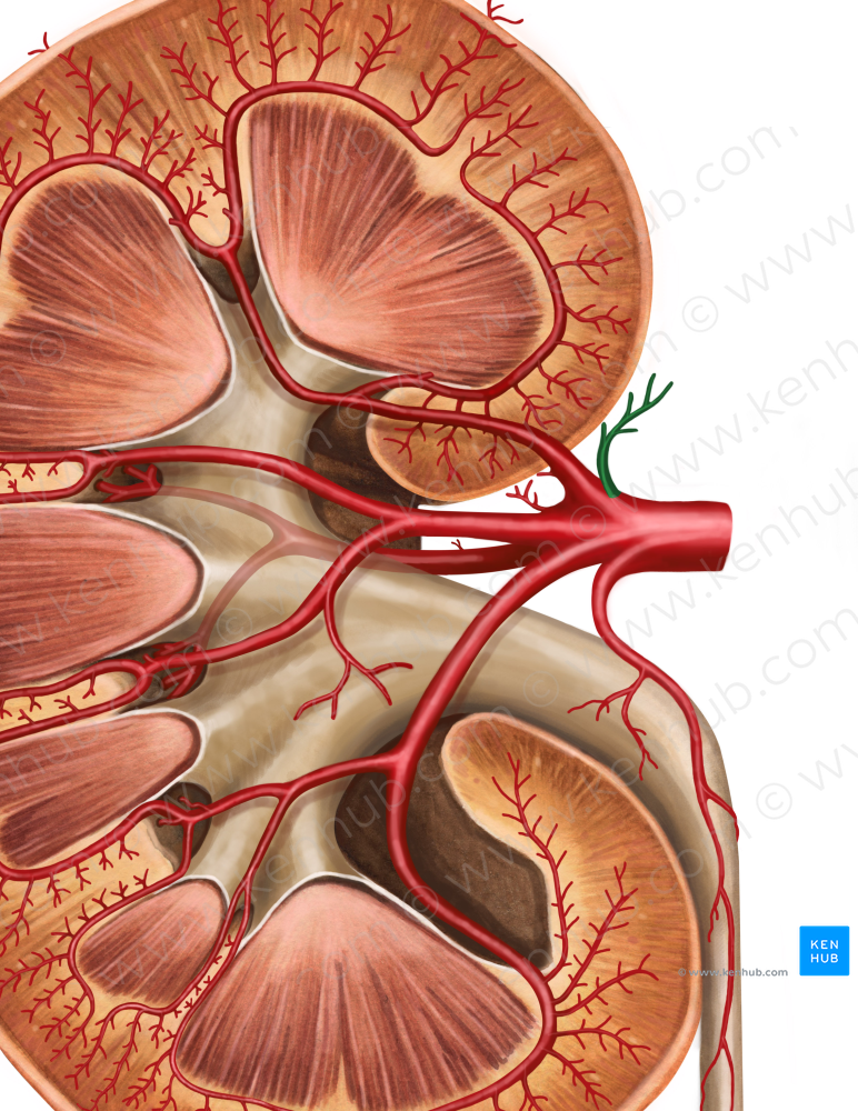 Inferior suprarenal artery (#1868)