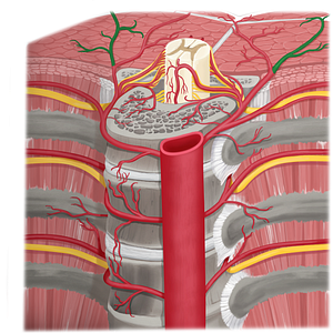 Lateral dorsal cutaneous branch of posterior intercostal artery (#8652)