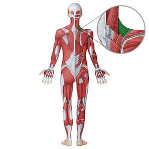 Levator scapulae muscle (#18702)