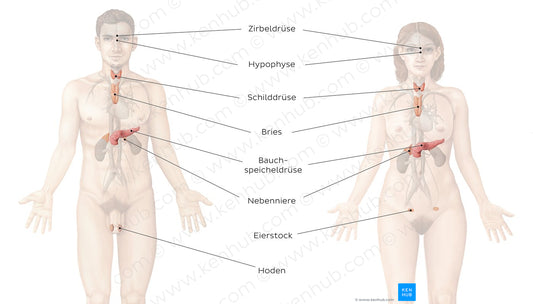 Endocrine system (German)