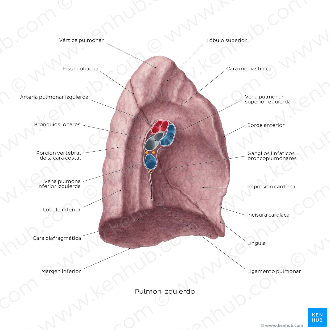 Medial view of the left lung (Spanish)