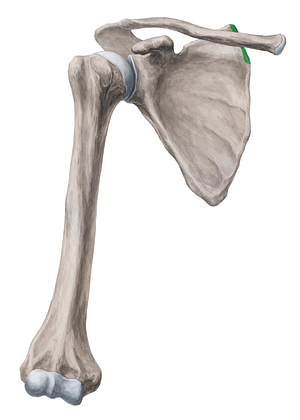 Superior part of medial border of scapula (#7799)